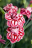 Carnation (Dianthus 'Starburst')