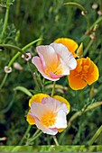 Poppy (Mecanopsis sp.)