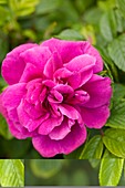 Rose (Rosa gallica var officinalis)