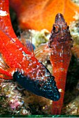 Triplefin blennies