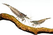 Freshwater shrimp