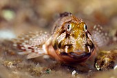 Molly Miller blenny