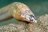 Snake eel in sand