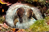 Common octopus on a reef