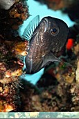 Chromis fish and eggs