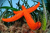 Red starfish on seagrass