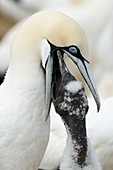 Cape gannet feeding its chick