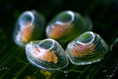 Sea snail eggs on seagrass