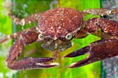 Porcelain crab on Neptune grass