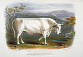 White Forest Cattle,19th century