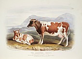 Alderney Cattle,19th century