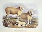 Ryeland Sheep,19th century