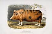 Pig,19th century artwork