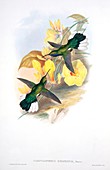 White-tailed sabrewings,artwork