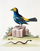Paradise tanager,18th century