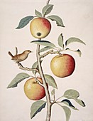 Apple tree and wren,18th century