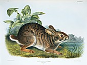 Swamp rabbit,19th century