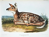White-tailed deer fawn,artwork