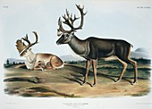 Male caribou,19th century artwork