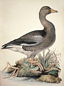 Greylag goose,19th century