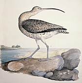 Eurasian curlew,19th century