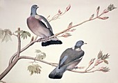 Common wood pigeons,artwork