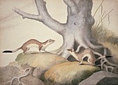 Stoats,19th century artwork