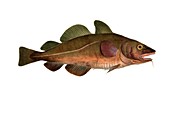 Atlantic cod,19th century artwork