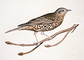 Mistle thrush,19th century