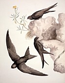 Common swift,19th century