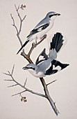 Great grey shrikes,19th centiry artwork