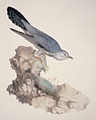 Common cuckoo,19th century artwork