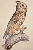 Long-eared owl,19th century artwork