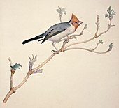 Red-crested cardinal,19th century
