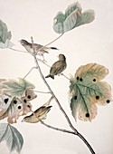 European greenfinch,19th century