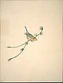 Blue tit,19th century artwork