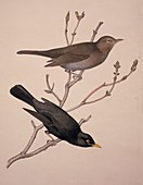 Common blackbirds,19th century artwork
