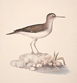 Common sandpiper,19th century