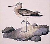 Bar-tailed godwit,19th century