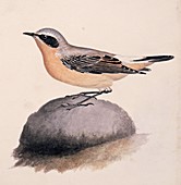 Northern wheatear,19th century