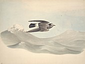 European storm petrel,19th century
