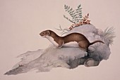 Least weasel,19th century