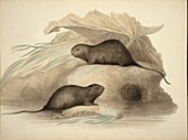 European water vole,19th century artwork