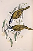 Blue-faced honeyeaters,artwork