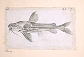 Catfish,artwork