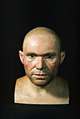 Cro-Magnon man reconstructed head