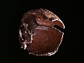 Homo neanderthalensis skull,model