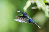 Violet sabrewing hummingbird male