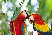 Scarlet macaws