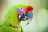 Great green macaw